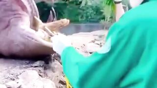 Cutting hippos tooth