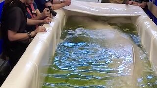 Beluga whales rescued in ‘high-risk’ operation _ AJ #shorts