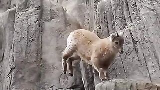 Jumping_Goats_in_Mountain_#goat_#viral_#shorts_#moderngoatfarming_#goatfarm_#goat_farming_pakistan(480p).