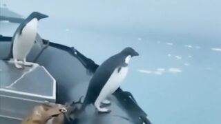 Beautiful. Nice birds   Funny birds.