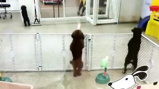 Funny_Animal_Dance