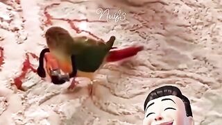 طوطے کی