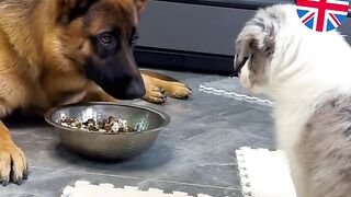 funny  dog videos try not to laugh talking #14