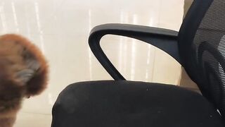 funny  dog videos try not to laugh talking #16