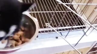 funny  dog videos try not to laugh talking #18
