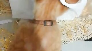My cat 15