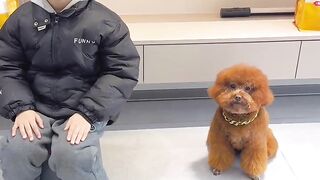 funny  dog videos try not to laugh talking #17