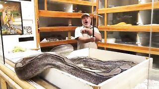 GRUMPIEST MOMMA SNAKE STRIKES AT US???? #animal #snap