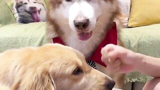 funny  dog videos try not to laugh talking #19