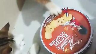 Funny Cat 75