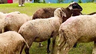 status,status video,status song,status whatsap,beast song,good song,video,natural 863