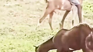 Funny ???????? video 15