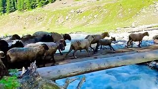 status,status video,status song,status whatsap,beast song,good song,video,natural 865