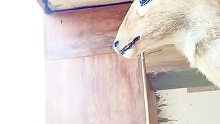 status,status video,status song,status whatsap,beast song,good song,video,natural 867