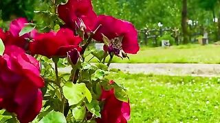 status,status video,status song,status whatsap,beast song,good song,video,natural 883