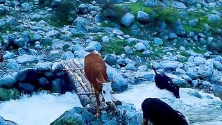 status,status video,status song,status whatsap,beast song,good song,video,natural 884