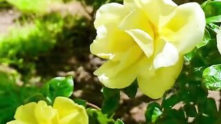 status,status video,status song,status whatsap,beast song,good song,video,natural 887