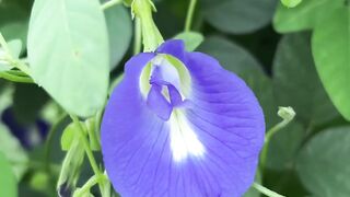 Food , house garden, medicine