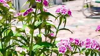 status,status video,status song,status whatsap,beast song,good song,video,natural 888