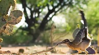 Snake-eater bird