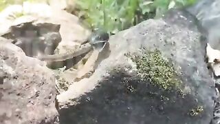 Even in the world of snakes, the strong eat the weak