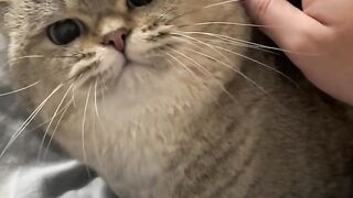 The cat is very upset #funnydubbing #funnyvideo-