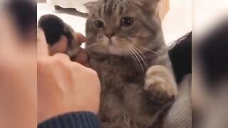 Check out the confusing behaviors of cats, cute and weird cats #Cat's confusing behavior #Pooper scooper's fun #Funny video