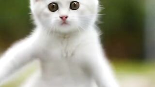 Share fun cats with interesting people #Super healing cute cat #Cute little cat #Cute pet-