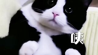 Cat talent show #Cat's cute moments