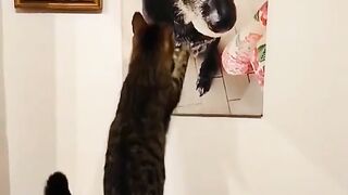 KENAPA KUCING INI BISA SEDIH SEKALI ????????????