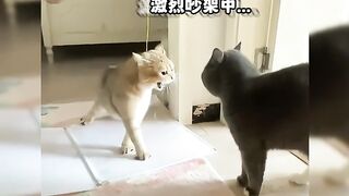 #cat #cat's confusing behavior #watch and laugh -
