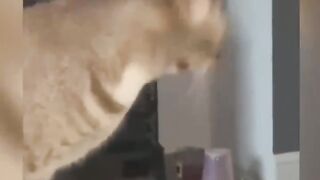#Cat daily life #Dog confusing behavior #Funny animation -