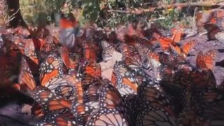 Beautiful butterfly video 2024/