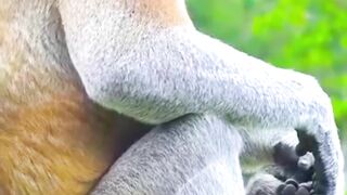 Big Nose Monkey