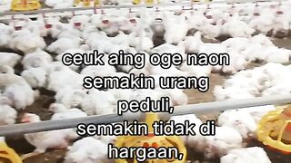 ayam broiler || kata kata lucu 534