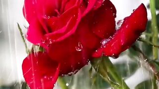 # flower music## febsport viral vedio