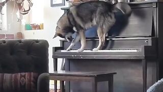 Le chien compositeur