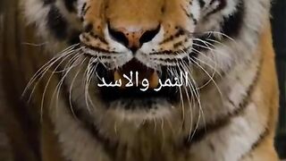 الأسد والنمر