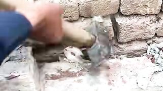 Cat rescue 2