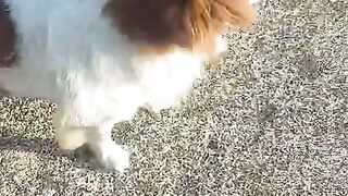 This beautiful creature is the most energetic dog you'll see today!