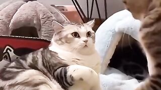 funny cat love
