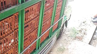 ayam broiler || kata kata lucu 536
