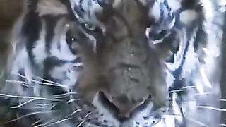 Les animaux les plus sauvages