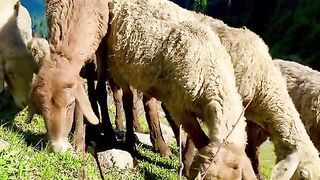 status,status video,status song,status whatsap,beast song,good song,video,natural 923