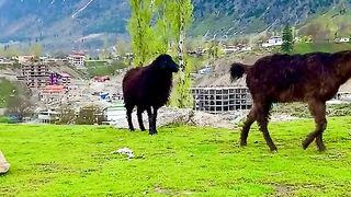 status,status video,status song,status whatsap,beast song,good song,video,natural 926