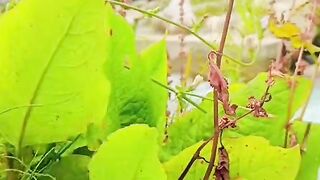 status,status video,status song,status whatsap,beast song,good song,video,natural 958