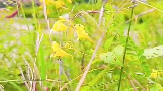 status,status video,status song,status whatsap,beast song,good song,video,natural 959