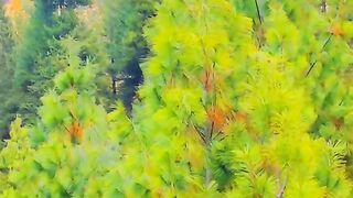 status,status video,status song,status whatsap,beast song,good song,video,natural 984