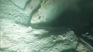 deep sea fish