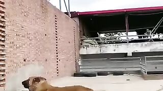 Super chien